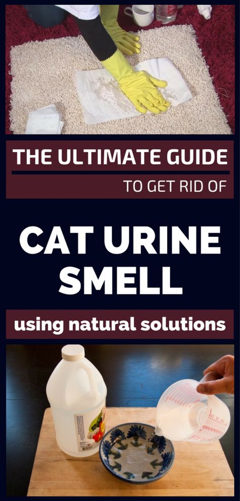 The Ultimate Guide To Get Rid Of Cat Urine Smell Using Natural Solutions - 101CleaningTips.net Remove Cat Urine Smell, Cat Urine Remover, Cat Pee Smell, Cat Urine Smells, Steam Machine, Pee Smell, Urine Smells, Cat Pee, Cat Urine