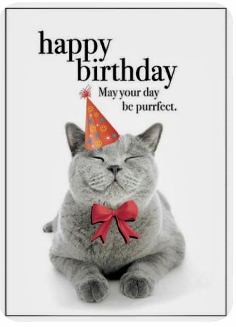 Bday Humor, Cat Birthday Wishes, Funny Happy Birthday Messages, Birthday Ecards Funny, Happy Birthday Animals, Happy Birthday Wishes Pics, Birthday Wishes Pics, Happy Birthday Wishes Messages, Funny Happy Birthday Wishes