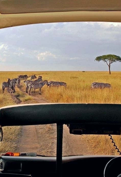 Maasai Mara Kenya Pictures, Masai Mara Aesthetic, Safari Kenya Aesthetic, Safari In Kenya, Kenya Masai Mara, Kenya Safari Masai Mara, Safari Pictures, Safari Landscape, Africa Trees