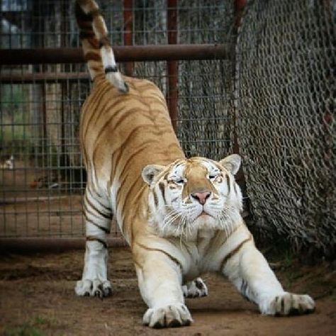 😻😻😻 Tiger Stretching Drawing, Tiger Standing Up, Golden Tiger Aesthetic, Liger Animal, Tiger Oc Human, Tiger Stretching, Tigers Aesthetic, Stretching Reference, Muscular Tiger