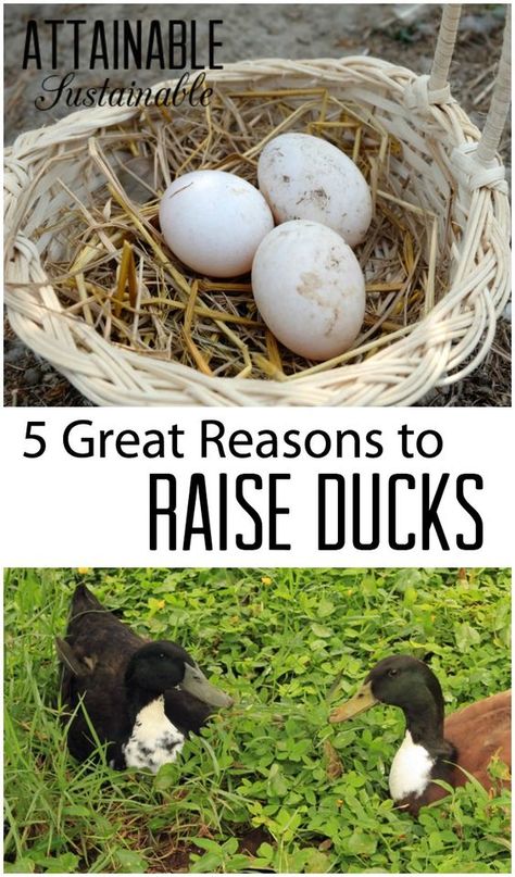 Duck eggs are just one of many reasons to add ducks to your little homestead. These easy to care for egg layers have a lot to offer! Find out why you might want to add ducks to your yard or homestead! Raising Ducklings, Duckling Care, Raising Turkeys, Backyard Ducks, Duck Coop, Duck Farming, Raising Ducks, Runner Ducks, Pet Ducks