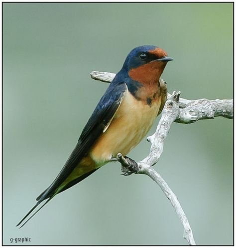 Bird Identification, Barn Swallow, Eat A Lot, Swallow Bird, Swallows, Bird Drawings, Bird Photo, Bird Photography, Birds Painting