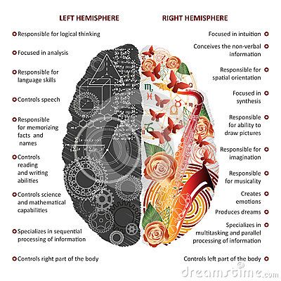 Vector Illustration about Brain left and right hemispheres infographics vector illustration Left Vs Right Brain, Left Brain Right Brain, Brain Illustration, Corpus Callosum, Left Brain, Brain Facts, Brain Anatomy, Brain Art, Information Processing