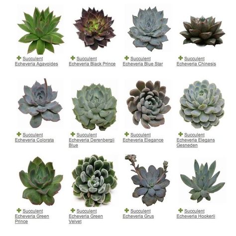 ~ SUCCULENTS ~ A Plant Guide to Some of the Prettiest Succulents Around Read here for my potting & care guide for succulents Different Types Of Succulents, Kaktus Dan Sukulen, Taman Air, نباتات منزلية, Types Of Succulents, Plant Guide, Succulent Gardening, Have Inspiration, Succulent Terrarium