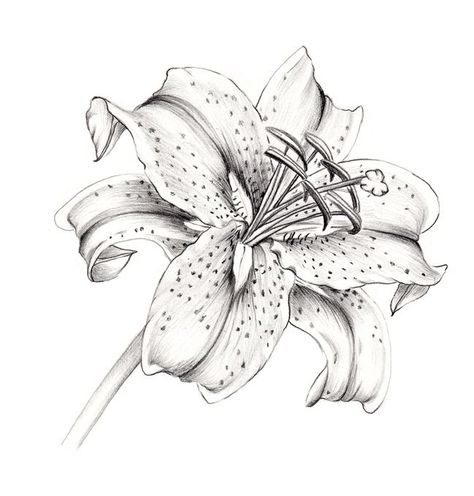 Stargazer Lily Drawing Stargazer Tattoo, Stargazer Lily Tattoo, Hur Man Ritar Blommor, Lily Tattoo Design, Lilies Drawing, Lily Flower Tattoos, Flower Tattoo Drawings, Stargazer Lily, Lily Tattoo