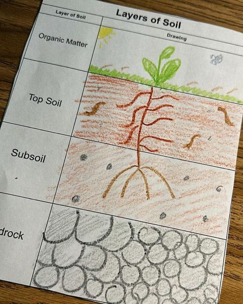 Dirt cups were a HIT today as we wrapped up our rock and soil unit 🪱🌱🪨 We learned about the different layers of soil and the texture/makeup of each one. Then we added a food to our cup that represented that layer of soil. Of course, we had to top with some organic matter. My kids had been looking forward to this for weeks and rated it well above a 10/10 😋 Soil Layers For Kids, Layers Of Soil, Soil Activities, Texture Makeup, Dirt Cups, We Rock, Soil Layers, Teacher Things, Clay Soil