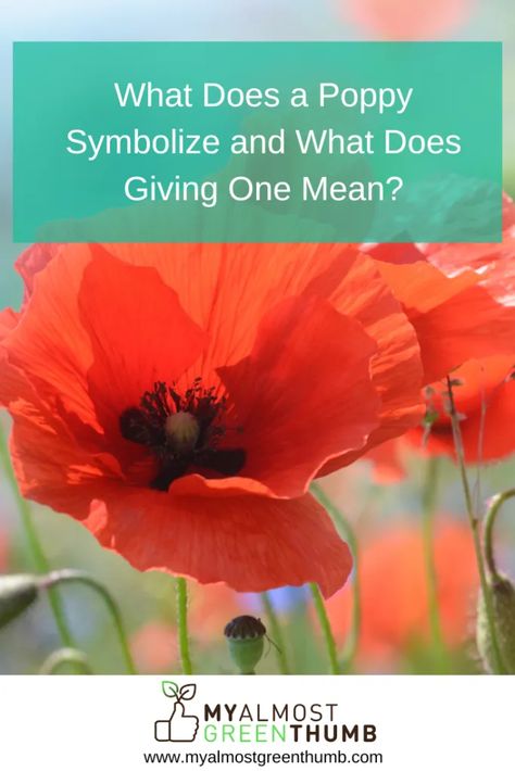 Meaning Of Poppy Flower, Poppy Flower Quotes, Poppies Meaning, Poppy Meaning, Poppy Types, Poppy Witchcraft, Poppy Flower Meaning, Poppy Flower Symbolism, Poppy Tattoo Meaning