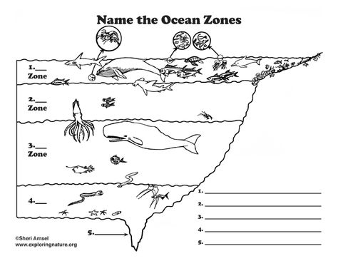 Zones Of The Ocean, Ocean Zones, Diagram Design, Educational Worksheets, Schedule Template, Ocean Themes, Worksheet Template, Science Lessons, Cut And Paste