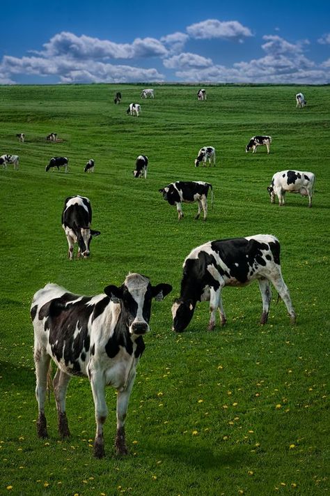 Dairy Cows Holstein, Cows In A Field, Cow Field, Black And White Cows, White Cows, Cows Grazing, Farm Pictures, Dairy Cattle, Holstein Cows