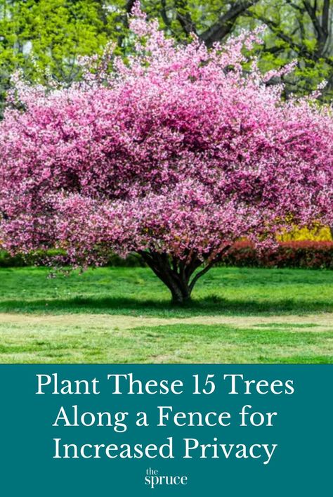 These are the best 15 trees for adding privacy above your fence and color and structure to your outdoor spaces. #privacyplants #curbappealideas #gardeningadvice #howtogrow #plantparenttips #thespruce Mixed Tree Privacy Screen, Flowering Trees Zone 5, Trees By Fence, Landscape Burms Backyards, Trees For Front Yard Privacy, Zone 4 Privacy Plants, Natural Looking Privacy Landscaping, Row Of Trees Landscaping, Best Tree For Privacy Fence