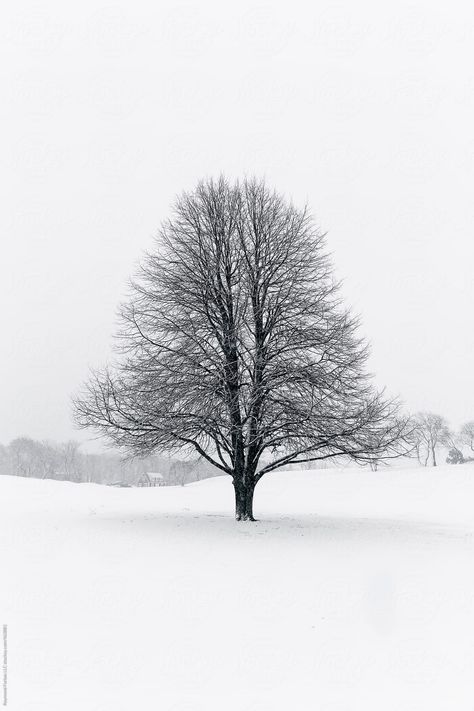 Quiet Landscape, Winter Photography Nature, Tree In Winter, Trees In Winter, New England Aesthetic, Stick Season, Oak Branch, Road Trip Photography, Saint Philip