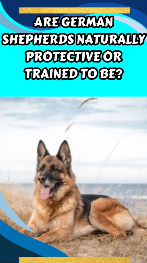 Are German Shepherds naturally protective or trained to be? German Shepherd Facts, Lab Mix Puppies, Great Pyrenees Dog, Chow Chow Dogs, Scary Dogs, Dog Attack, Skeletal System, Bernard Dog, Shepherd Dogs