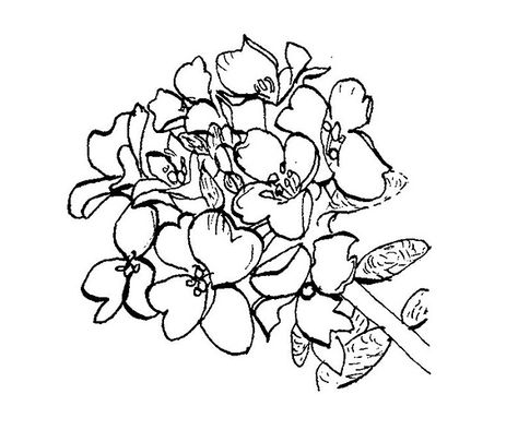 Alyssum House Alyssum Flowers Drawing, Alyssum Flowers, Tattoo Board, Dark Art Tattoo, Media Images, Fashion Baby, Awesome Stuff, Flower Tattoos, Flower Drawing