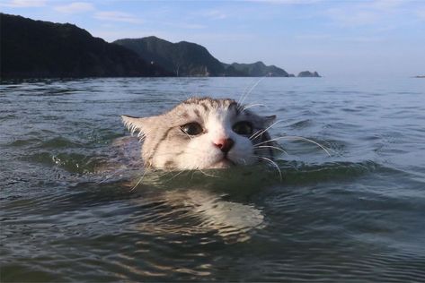 Most Photogenic Cat Cat Swimming, Cat Reference, 강아지 그림, Cat Aesthetic, Silly Cats, Warrior Cats, Pretty Cats, 귀여운 동물, Cat Pics