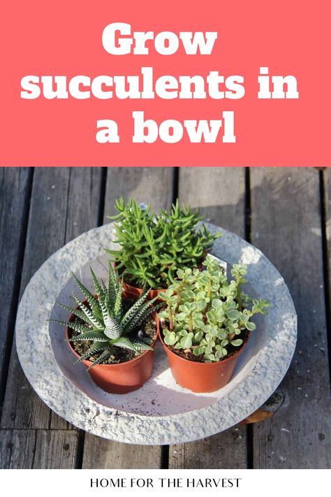 Succulents are beautiful, low-maintenance, and fun to grow. These succulent bowl gardens can be made in glass bowls, pottery bowls, and even concrete bowl containers...and will thrive indoors! Planting Succulents In Glass Containers, Bowl Containers, Succulent Bowl, Succulents In Glass, Grow Succulents, Bowls Pottery, Succulent Bowls, Succulent Wall Art, Concrete Bowl