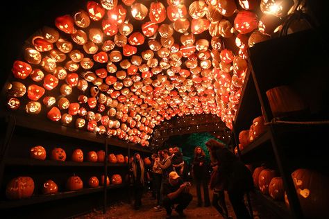 Spectacular Halloween Events Guaranteed to Get You in the Spooky Spirit bestproductscom Haunted Corn Maze, Harvest Celebration, Fall Vacations, Pumpkin Farm, Halloween Tattoo, Unique Fall, Best Pumpkin, Harvest Festival, Halloween Event