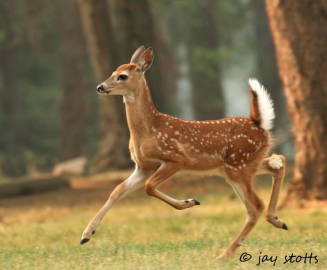 deer, dreaming Deer Photography, North American Animals, Moose Deer, Deer Photos, Deer Pictures, 동화 삽화, Hunting Deer, Deer Baby, Cute Deer