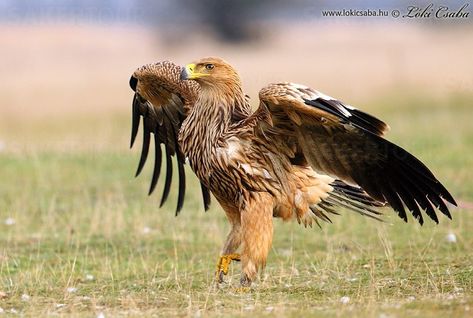 Eastern Imperial Eagle Eagle Wingspan, Bateleur Eagle, Martial Eagle, Eagle Photography, African Fish Eagle, Types Of Eagles, Fish Eagle, White Tailed Eagle, Imperial Eagle