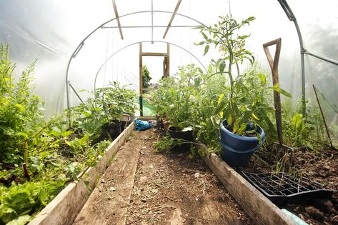 Drying Onions, Benefits Of Gardening, Outdoor Beds, Crop Rotation, School Garden, Dirty Work, Hydroponic Gardening, Tree Hugger, Better Health