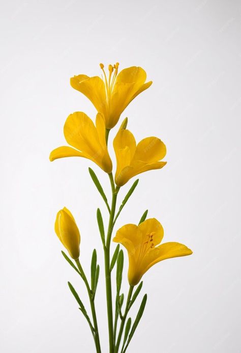 Premium Photo | Freesia flower on white background Flower Photography Reference, Freesia Flower Painting, Simple Flower Reference Photo, Flower Refrences Photos, Botanical Flower Painting, Botanical Reference Photos, Plants Reference Photos, Wild Flower Photography, Reference Photos Flowers