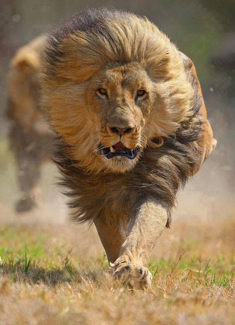 National Geographic: Fast Running Lions. Big cat expert Boone Smith explores each stage of a lion's kill and clocks their speed while in pursuit of prey. Lion Family, Lion Images, Re Leone, Image Chat, Lion Pictures, Like A Lion, Majestic Animals, Cheetahs, A Lion