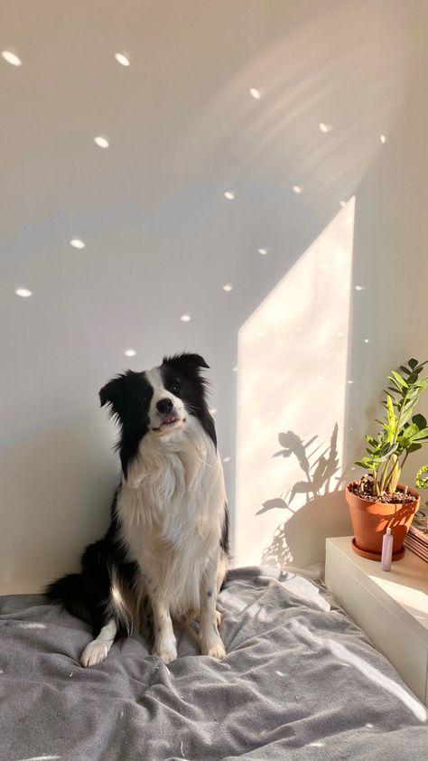 Border Collie Puppy Aesthetic, Border Collie And Cat, Border Collies Aesthetic, Mini Border Collie, Aesthetic Border Collie, Border Collie Wallpaper, Collie Aesthetic, Border Collie Aesthetic, Rough Collie Puppy