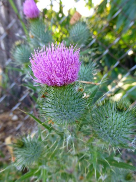 Russian Thistle Russian Thistle, The Train, Grown Up, Lake, Train, Plants, Flowers