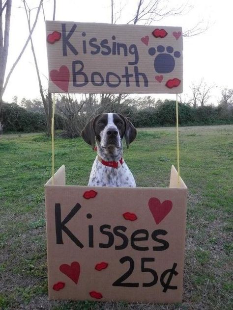 German Shorthaired Pointer Training, Gsp Puppies, German Shorthaired Pointer Dog, Pointer Puppies, Dog Waiting, French Dogs, German Shorthair, Shorthaired Pointer, Pointer Dog