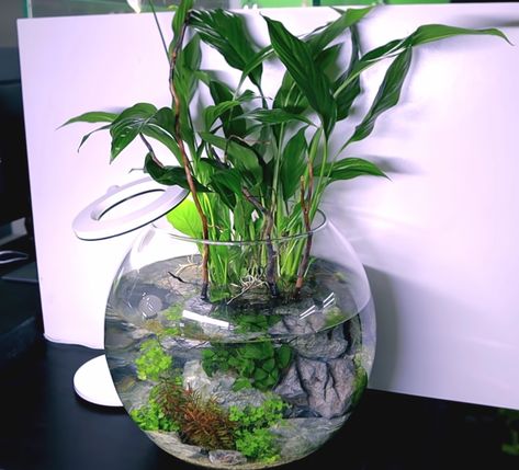 Peace lily fish bowl Beta In Vase With Plant, Peace Lily Fish Bowl, Beta Fish Tank Ideas Plants Peace Lily, Fish In Plant Vase, Peace Lily In Water, Simple Aquascape, Betta Fish Bowl, Vase Fish Tank, Tank Terrarium