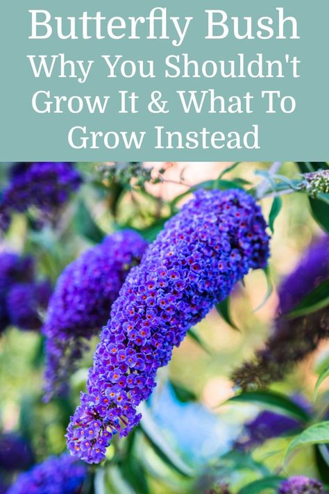 While many gardeners enjoy the beautiful blooms of buddleja and the variety of butterflies it attracts, you should never grow it in your garden. Here's why! Butterfly Perennial Garden, Bushes That Attract Butterflies, Butterfly Gardens Perennials, Butterfly Bush Garden Ideas, Butterfly Bush Landscaping Front Yards, Butterfly Garden Flowers, Butterfly Bush In Container, Butterfly Bushes Landscaping, Bird And Butterfly Garden Ideas