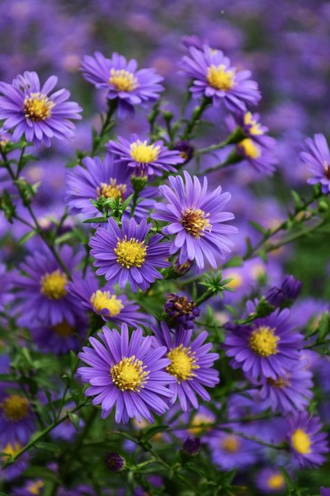 Plants That Attract Butterflies, Aster Flower, Purple Daisy, Beautiful Flowers Wallpapers, Flower Aesthetic, Flowers Nature, Flower Photos, Flower Pictures, Love Flowers