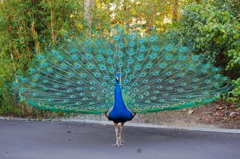 The male peacock is most well known for it's enormous tail feathers that fan out behind the peacock and can be nearly two meters in length. Description from lovelyanimalz.blogspot.com. I searched for this on bing.com/images Male Peacock, Peacock Images, Peacock Wallpaper, Peacock Pictures, Peacock Bird, The Peacock, Exotic Birds, Pretty Birds, Jolie Photo