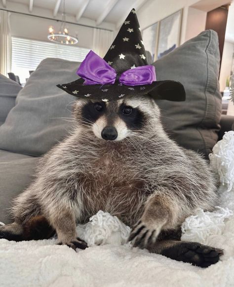 Cute Raccoon Aesthetic, Scary Raccoon, Thanksgiving Raccoon, Racoon Aesthetic, Raccoon Pfp, Halloween Raccoon, Funny Racoon, Raccoon Halloween, Cute Raccoon