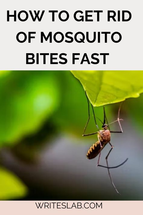 HOW TO GET RID OF MOSQUITO BITES FAST How To Get Rid Of Bug Bites Fast, How To Get Rid Of Misquote Bites, How To Get Rid Of Mosquito Bites Fast, Red Bug Bites, Get Rid Of Mosquito Bites, Mosquito Bites, Anti Itch, Mosquito Bite, Bug Bites