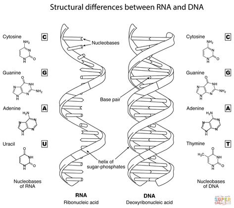 Structural Differences Between DNA and RNA Dna E Rna, Dna Worksheet, Dna Activities, Dna Drawing, Dna And Rna, Dna Tattoo, Biology Worksheet, Transcription And Translation, Dna Replication