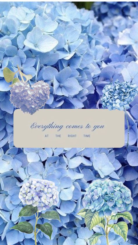 Right time, blue hydrangeas Right Time, Memes