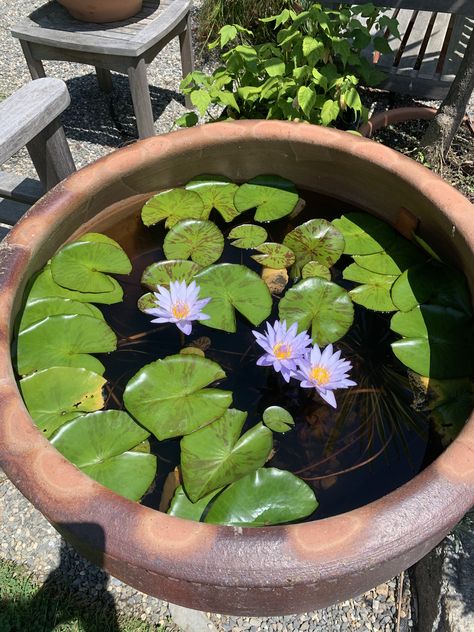 Flower Profile, Bristol Ri, Large Terracotta Pots, Aquarium Architecture, Garden Goals, Garden Pond Design, Terra Cotta Pot, Indian Home Design, Water Lilly