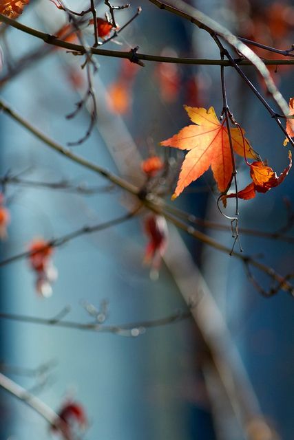 Autumn Blues Seasons Of The Year, Autumn Beauty, Best Seasons, Tree Leaves, Autumn Trees, In The Fall, Autumn Day, Mother Nature, Autumn Leaves