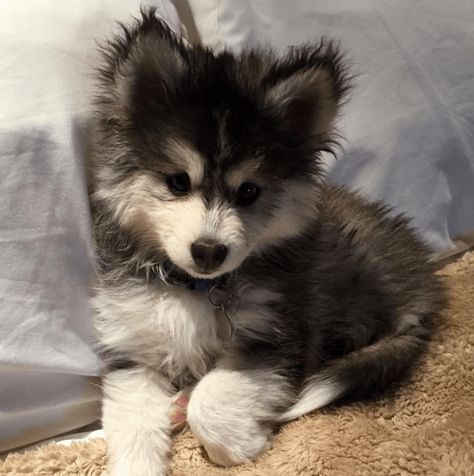 17 Cute Pictures of Puppies That You Need to See - I Can Has Cheezburger? Pomsky Puppies, Airedale Terrier, Puppy Care, Cute Dogs And Puppies, Puppy Pictures, Pet Puppy, Baby Dogs, Adorable Animals