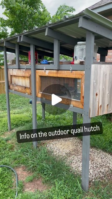 Eric & Melissa | Raising Coturnix Quail | Farmsteader Rookies on Instagram: "Our home….  My quail live in this outdoor quail hutch. I built this hutch over a year ago and it has heals up great. I figured I would share some pros and cons (things I will change on the next one) here  PROS:  - size: it is 8ftx3ft and the floor is 5 ft off the ground.   - floor: I like the wire mesh floor because there dropping can just fall through keeping their enclosure clean.   - water and feed: I like the water and feed set up on this hutch. The gravity fed water keeps there water clean and the feeders keep them with food 24/7   - structure: I like that I used cedar boards around the sides because they are natural insect repellent. Also the gaps between the boards allows for airflow   CONS:  - flooring: th Large Quail Coop, Quail And Chicken Coop, Quail Coop Ideas Diy Outdoor, Quail Hutch Diy, Quail Enclosure Ideas, Natural Quail Habitat, Quail Pen Ideas, Quail Cage Plans, Quail Coop Ideas