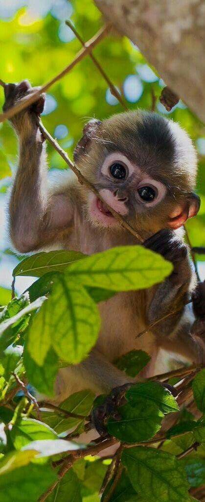 Sweet monkey!!! Funny Monkey Pictures, Affection Quotes, Macan Tutul, Regard Animal, Regnul Animal, Cele Mai Drăguțe Animale, Monkey Pictures, A Monkey, Monkeys Funny