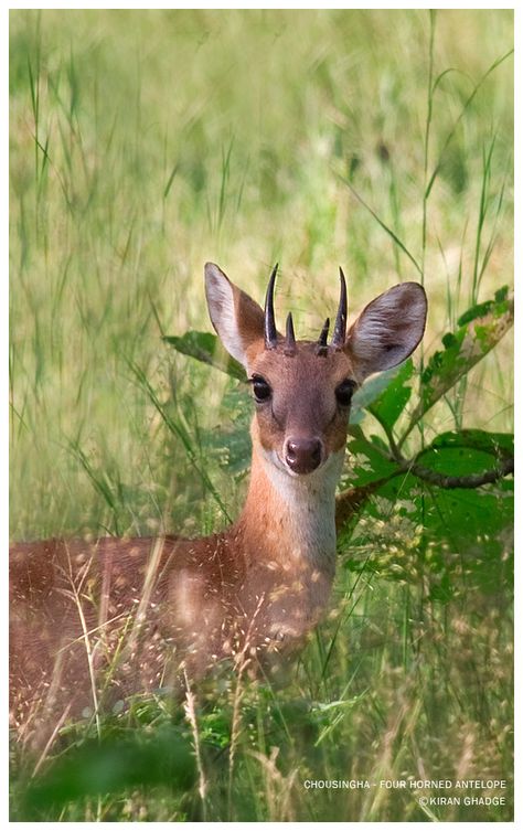 The four-horned antelope (Tetracerus quadricornis), or chousingha, is a species of small antelope found in open forest in India and Nepal. It is the only species currently classified in the genus Tetracerus. Standing only 55 to 64 cm (22 to 25 in) at the shoulder, it is the smallest of Asian bovids. Males of the species are unique among extant mammals in that they possess four permanent horns. The species is listed as Vulnerable by the IUCN due to habitat loss. Four Horned Antelope, Antelope Horns, Turtle Facts, African Antelope, Small Deer, Baby Deer, Wildlife Animals, Nature Animals, Dog Pictures