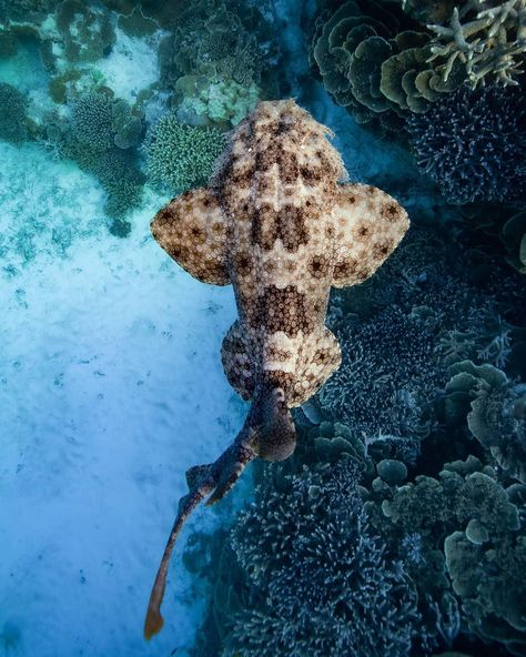 Wobbegong Shark, Drawing Shark, Angel Shark, Silly Sharks, Ocean Life Photography, Types Of Sharks, Shark Photos, Shark Pictures, Shark Tattoos