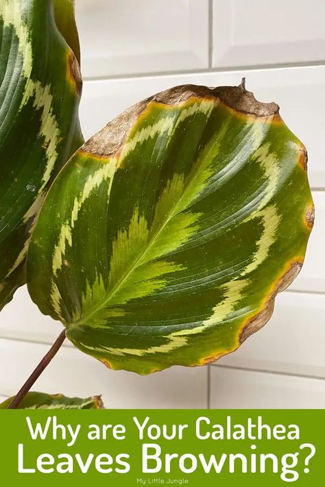 Orbifolia Calathea, Calathea Plant Care, Fiddle Faddle, Professor Sprout, Prayer Plant Care, Plant Leaves Turning Brown, Beautiful Houseplants, Indoor Tropical Plants, Peacock Plant