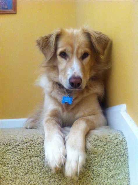 Golden border- golden retriever border collie mix <3 Golden Retriever Mix Border Collie, Border Collie Golden Retriever, Golden Retriever Border Collie, Cocker Spaniel Poodle, Dog Crossbreeds, Golden Puppies, Clever Dog, Painting Animals, Golden Retriever Mix