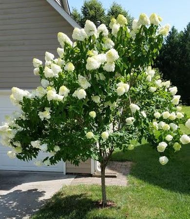 HYDRANGEA paniculata 'Limelight'/Limelight Panicle Hydrangea — Hawkins Landscape Architecture Limelight Hydrangea Tree, Hydrangea Plant Care, French Hydrangea, Hydrangea Tree, Big Leaf Hydrangea, Hydrangea Varieties, Smooth Hydrangea, Limelight Hydrangea, Panicle Hydrangea