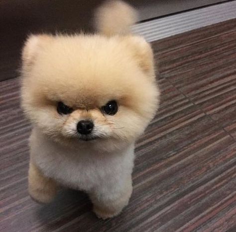 15 Reasons Why Your Pomeranian Stares at You White