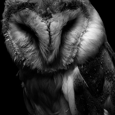 Barn Owl Tattoo, Pet Portraits Photography, Owl Black, Wood Owls, Great Horned Owl, Owl Tattoo, Dark Tattoo, Owl Bird, Owl Art