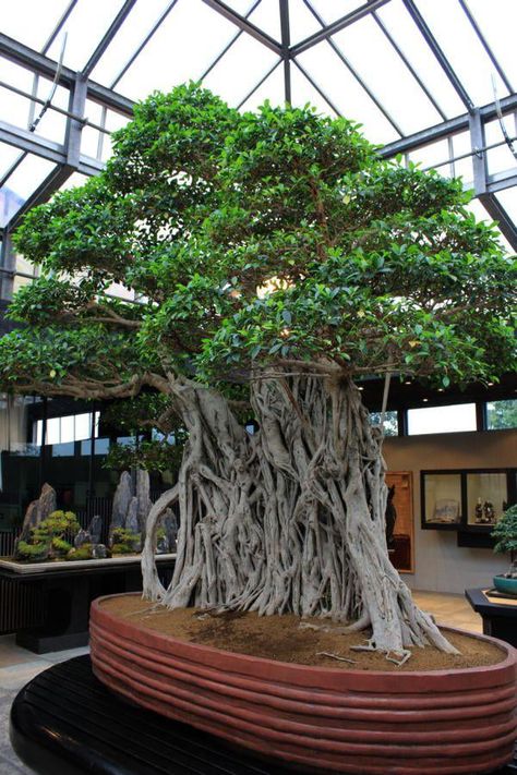 Worlds oldest bonsai tree. 1000yo. Located in Italy Large Bonsai Tree, Bonsai Indoor, Bonsai Ficus, Pine Bonsai, Bonsai Techniques, Amazing Trees, Indoor Bonsai Tree, Juniper Bonsai, Plantas Bonsai