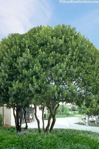 How To Plant, Fertilize, Prune & Water Southern Wax Myrtle Southern Wax Myrtle, Wax Myrtle, Bayberry Candles, Fast Growing Evergreens, Evergreen Hedge, Myrtle Tree, Foundation Planting, Wildlife Gardening, Evergreen Shrubs